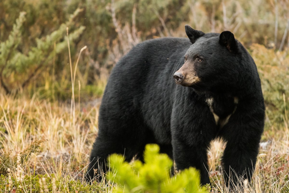 The Ontario government is launching consultations on a proposal to reinstate a spring black bear hunt.