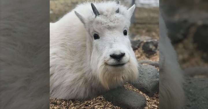 Police on B.C. island respond to reports of mysterious screaming — and find  a 'sad goat