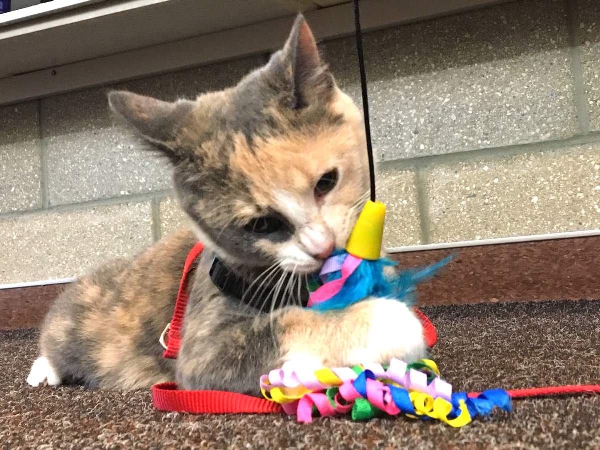 A seven-month-old cat plays outside the Edmonton Animal Care and Control facility after she was found with a rubber band around her neck and embedded in her skin. 