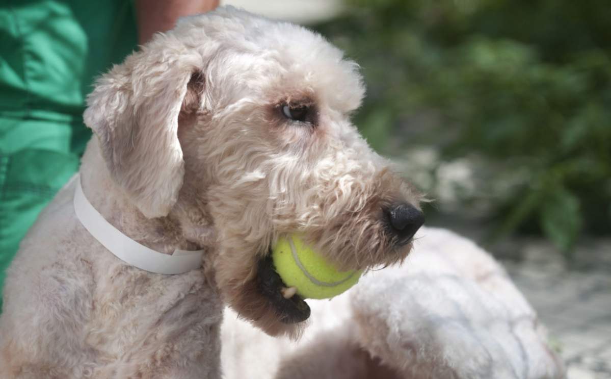 The creator of the first ever labrador-poodle crossover breed says he hasn’t “got a clue” why people still breed them today.