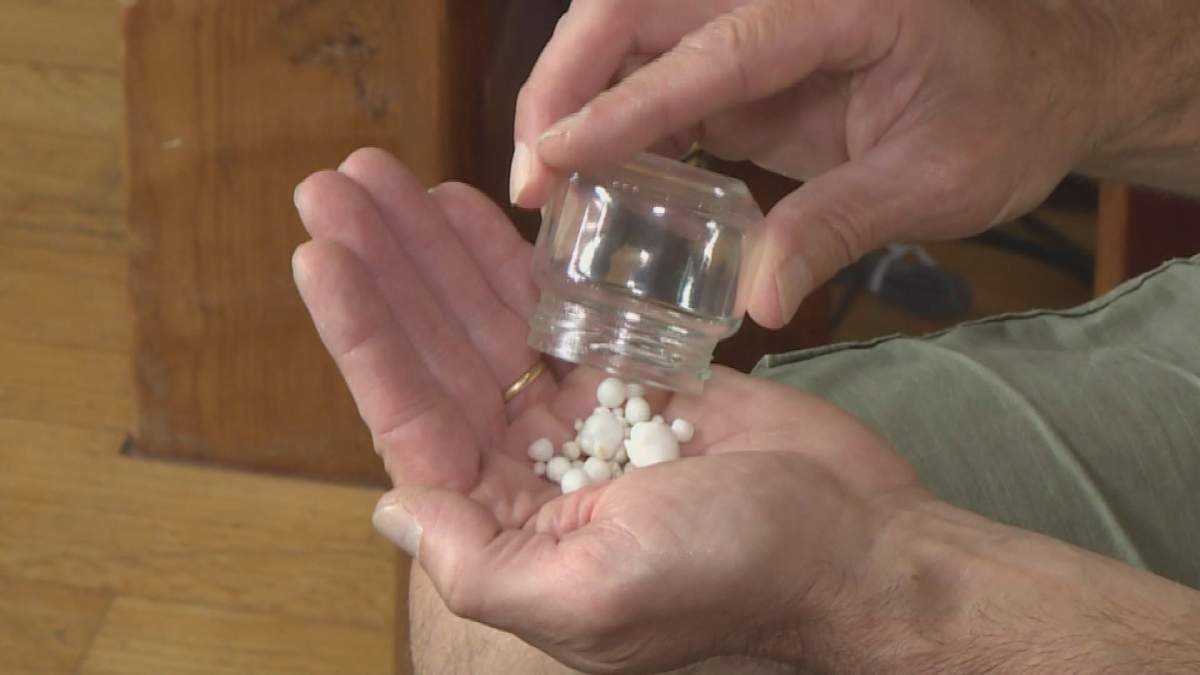 Eric Bourquin shows off the pearls he found in an oyster.