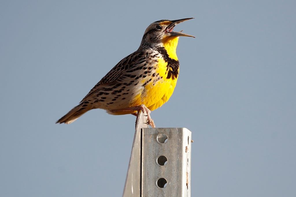 A western meadowlark is seen in this file photo. Researchers from the University of Manitoba has found birds have changed their habits across North America during COVID-19 lockdowns.