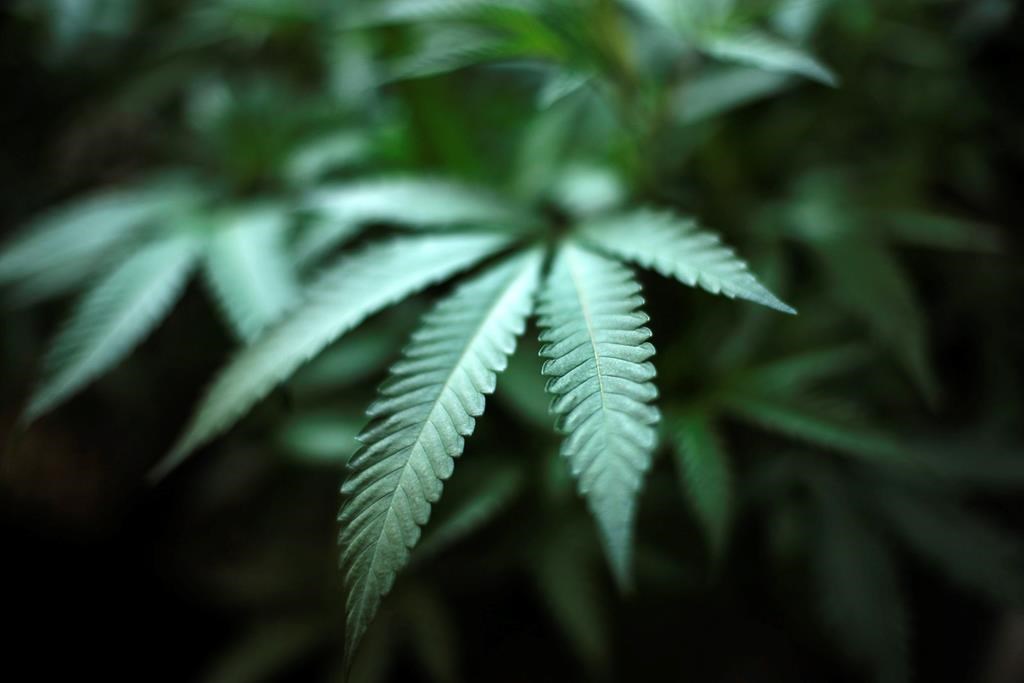 An Amercian who allegedly had a large marijuana grow-op in Bancroft in 2001 was arrested in northern Ontario on June 11, 2020.