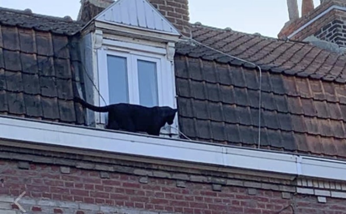A panther was spotted on the gutter of a building in Armentieres, northern France.