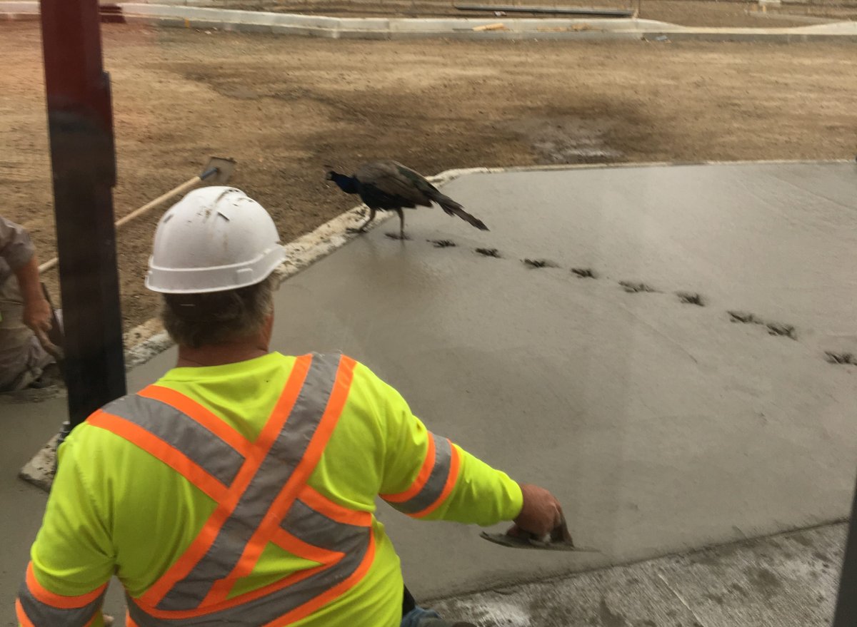 A peacock strutted right through freshly-laid cement in Souris, Man. Wednesday.