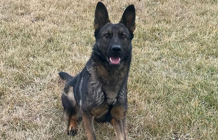 Prince Albert police dog Febee led officers to a suspect after a woman was hospitalized with serious head injuries on Thursday night.