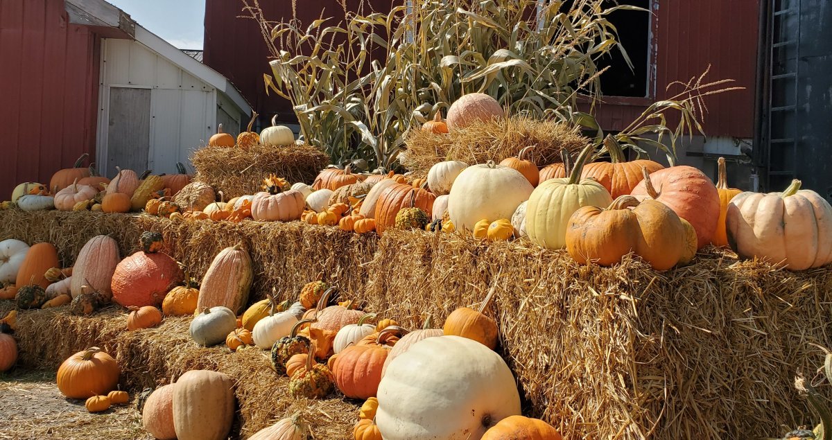 Now that fall is upon us, what better way to start the season off than to take a trip to Prince Edward County, to taste some wine, see the leaves change and grab a pumpkin or two.