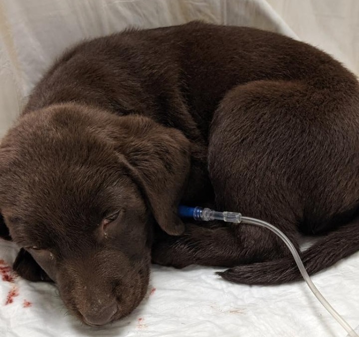 The Victoria Humane Society says this puppy died after eating a mushroom last week. 