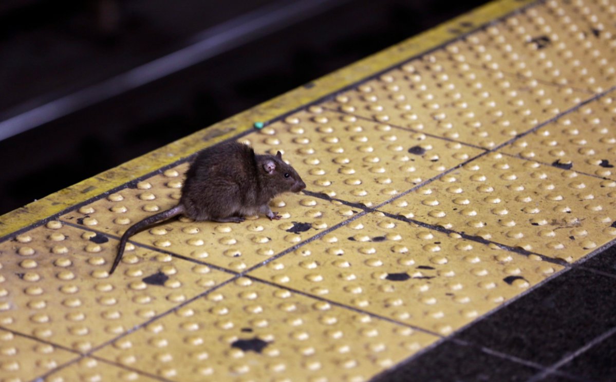 The city of New York has a major rat problem.