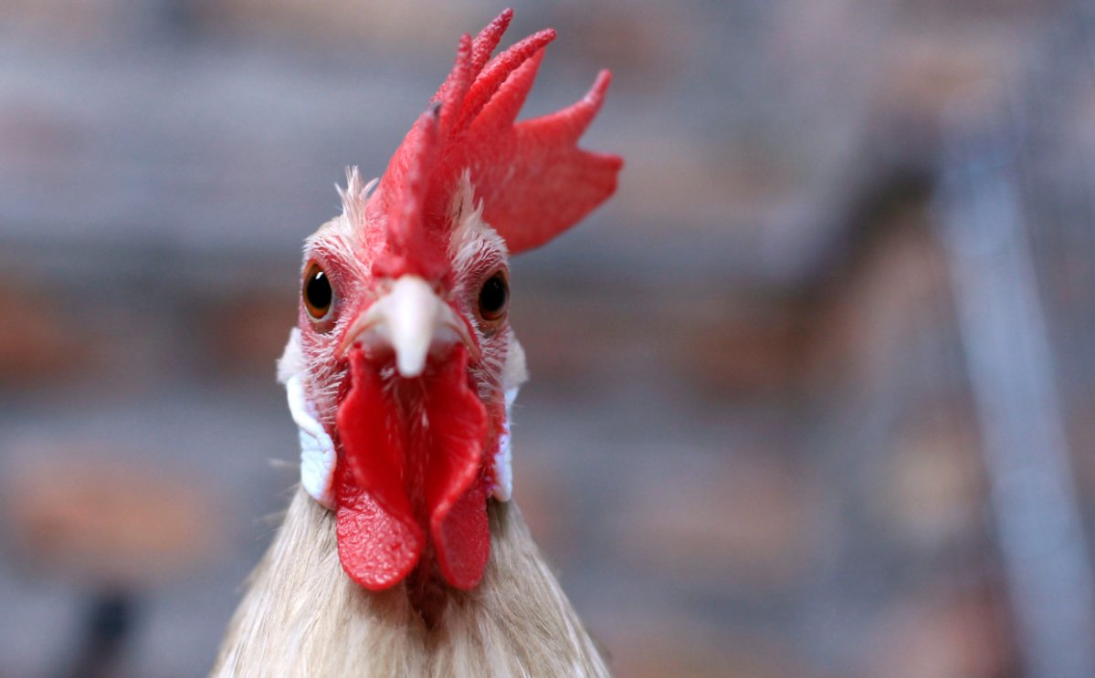 A rooster pecked a woman with varicose veins to death at her home in Australia.