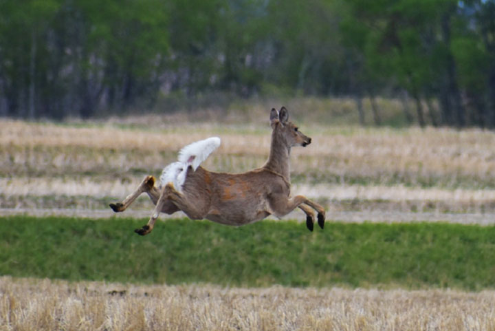 Long-term monitoring sites are being established in targeted zones to obtain more information about the presence and spread of CWD in Saskatchewan.
