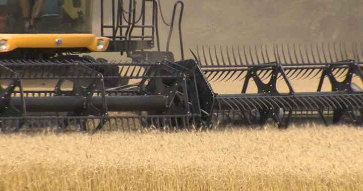 Saskatchewan harvest 73 per cent complete, according to crop report