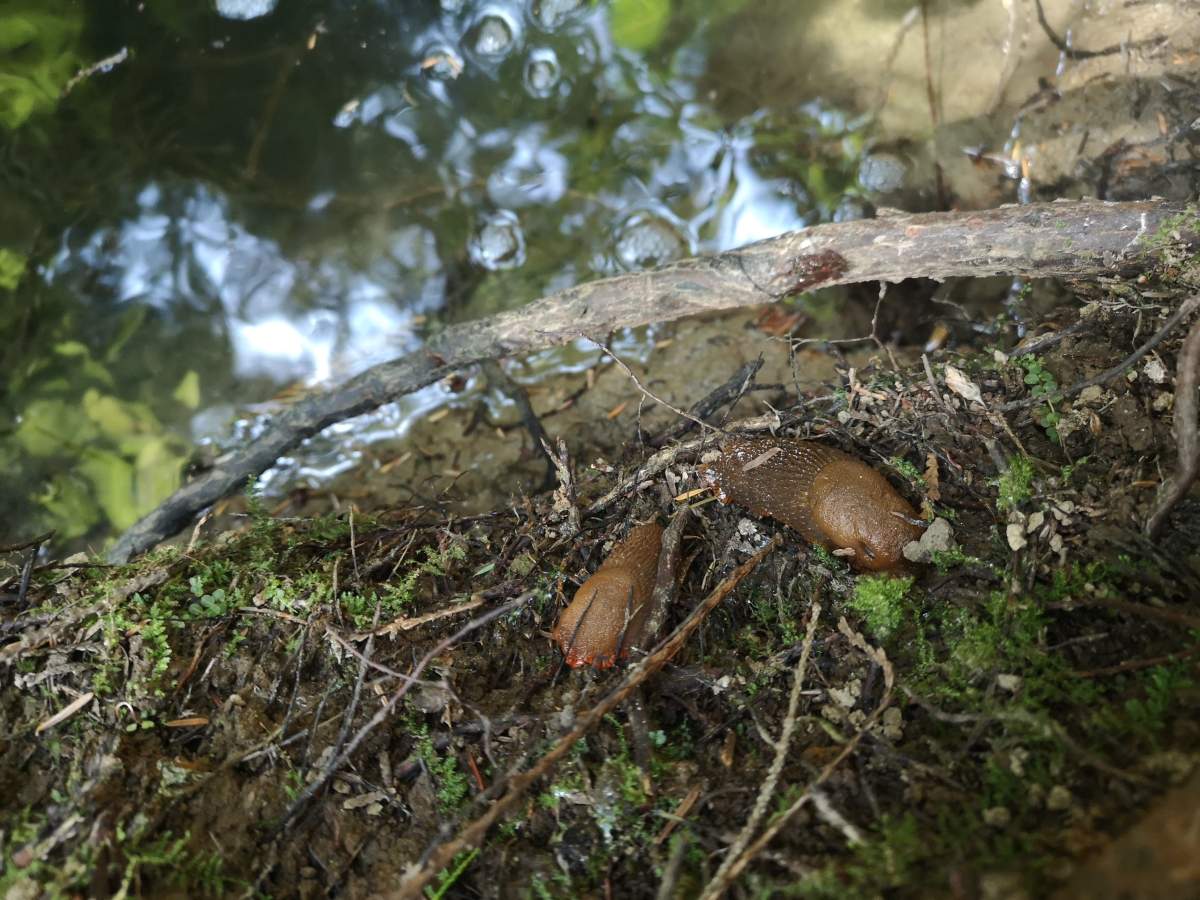 Slugs near a suspicious pit that the RCMP determined was left over from a construction project.