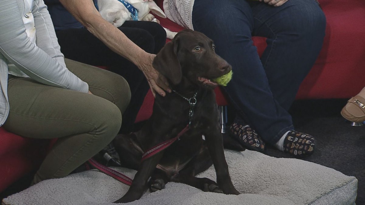 Argo joined Global News Morning for its weekly Adopt A Pal segment looking for a forever home.