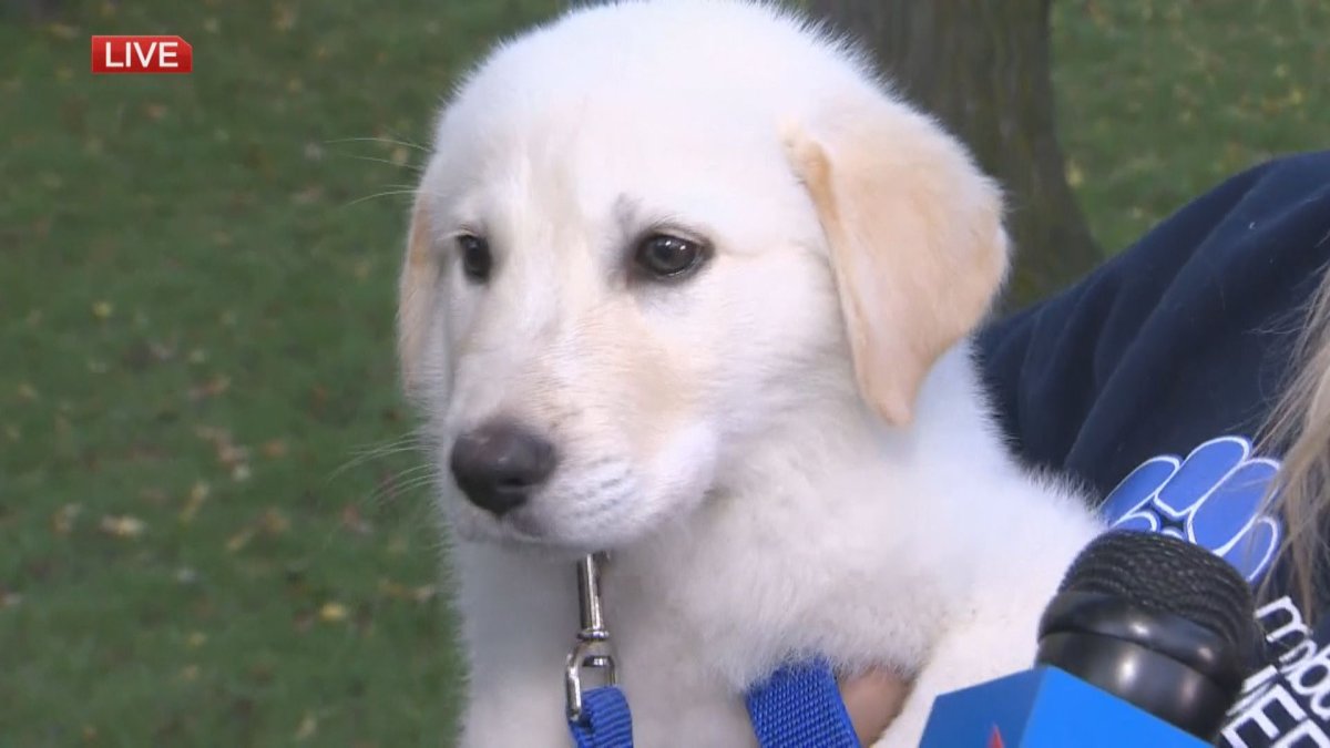 Hansel spent some of the first day of fall in Kildonan Park for the latest edition of Adopt A Pal on Global News Morning.