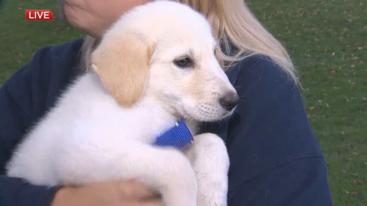 Adopt A Pal: Puppy playing in the park kicks off the fall season ...