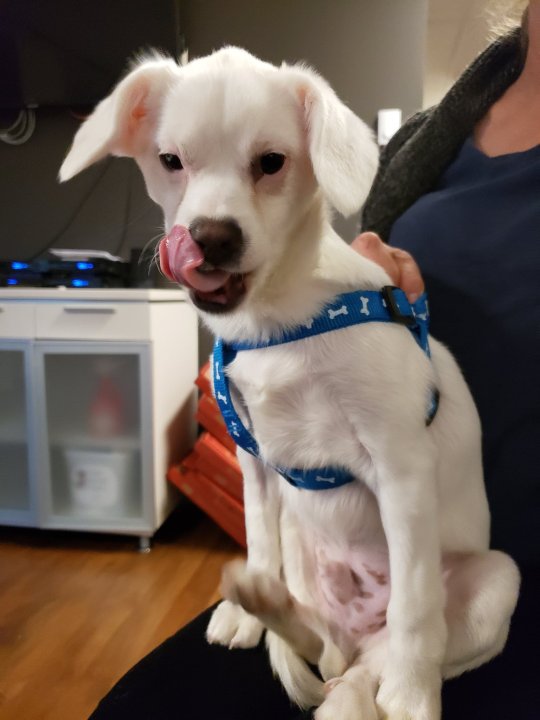 Adopt A Pal Lovable dogs looking for forever homes Winnipeg