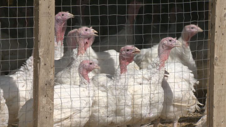 Protesters turned out to a southern Alberta turkey farm on Monday, Sept. 2, 2019, to vocalize their concerns with animal living conditions.
In Manitoba KAP members have voted in favour of calling on the government to crack down on animal activists.