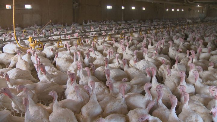 Protesters turned out to a southern Alberta turkey farm on Monday, Sept. 2, 2019, to vocalize their concerns with animal living conditions.