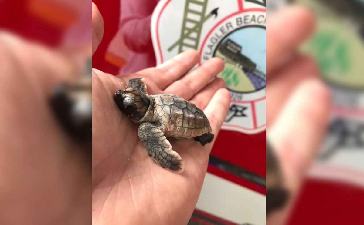 A 'Good Samaritan' discovered a hatchling turtle struggling in turbulent waves.