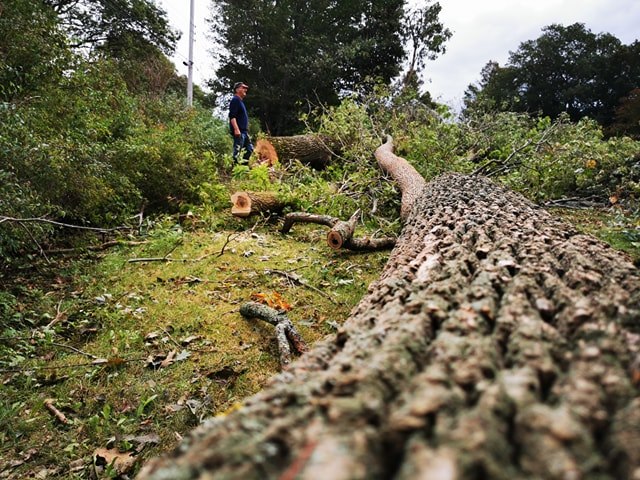 Several oak trees fell on the yard of a Canning family causing damage to their roof and costing thousands in tree removal costs.