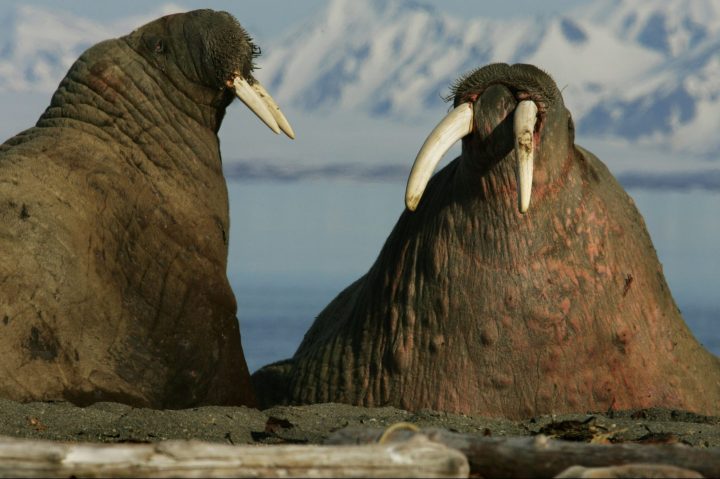 In this file photo, two walruses are shown in Poolepynten, on Prins Karls Forland, Svalbard.