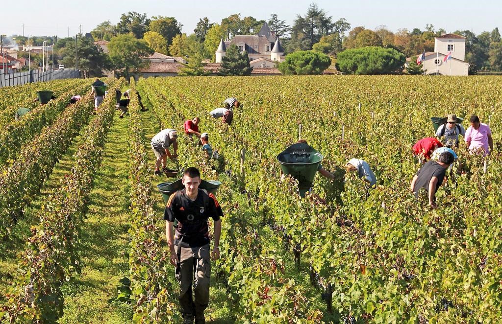 FILE - This Oct. 7, 2013 file photo shows workers collecting red grapes in the vineyards of the famed Chateau Haut Brion, a Premier Grand Cru des Graves, during the grape harvest season, in Pessac-Leognan, near Bordeaux, southwestern France. Amid a rising tide of concern and protest in France over the use of legal toxins by its massive and powerful farming industry, President Emmanuel Macron's government is planning the enforced creation of small buffer zones to separate sprayed crops from the people who live and work around them. 