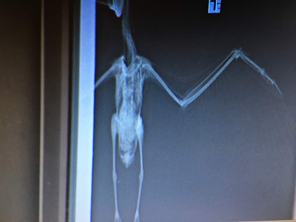 X-ray of an injured Laughing Gull.