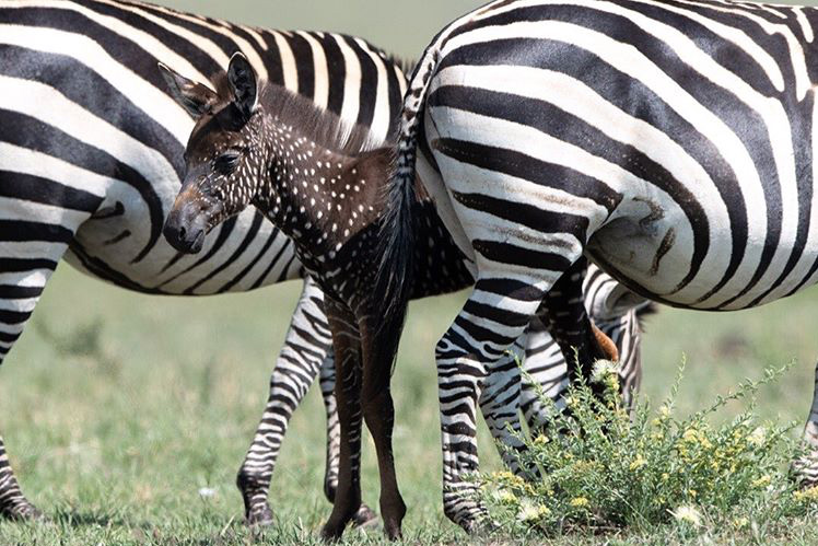 spotted zebra born