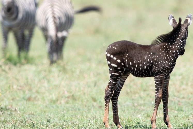 spotted zebra foal current status