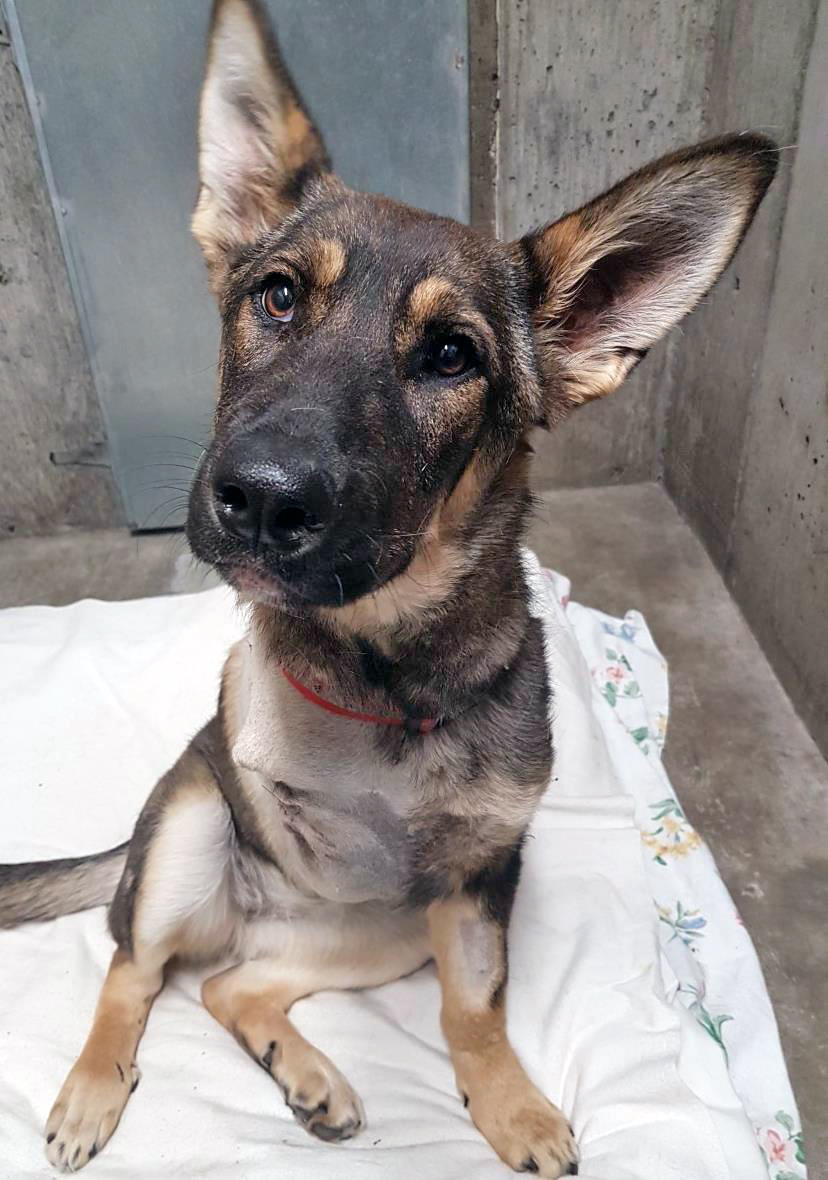 The BC SPCA says Chilli will need several weeks to recover before she is available for adoption.