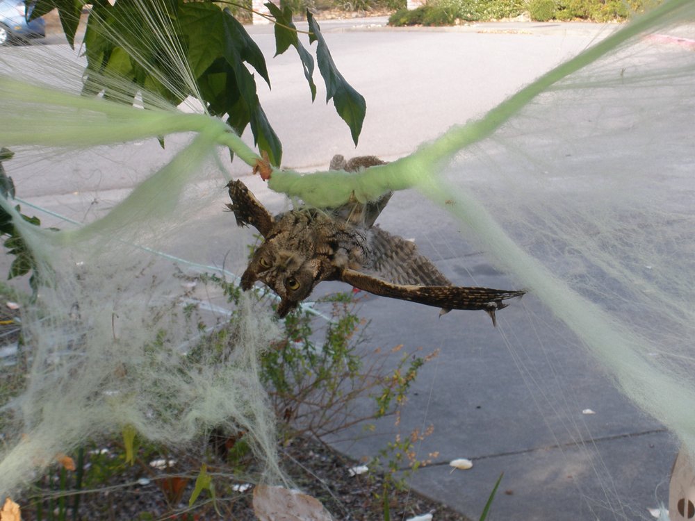 This 2017 photo provided by Marin Humane shows an owl who had gotten caught up in some decorative Halloween cobwebs outside of a residence in Mill Valley, Calif. (D. Stapp/Marin Humane via AP)