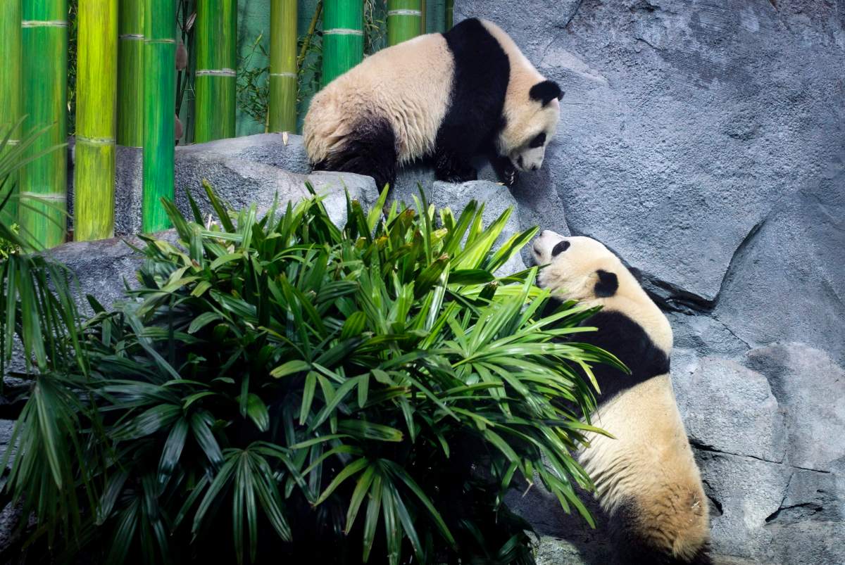 Panda bear cubs Pan Pan and Yue Yue are expected to leave the Calgary Zoo for China in early 2020.