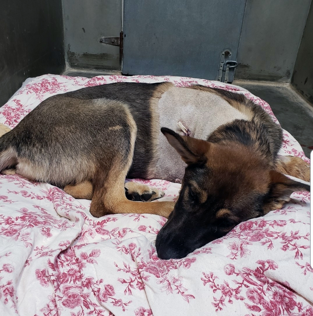 Chilli lost one of her front legs after falling from the back of a pickup truck near Williams Lake. 