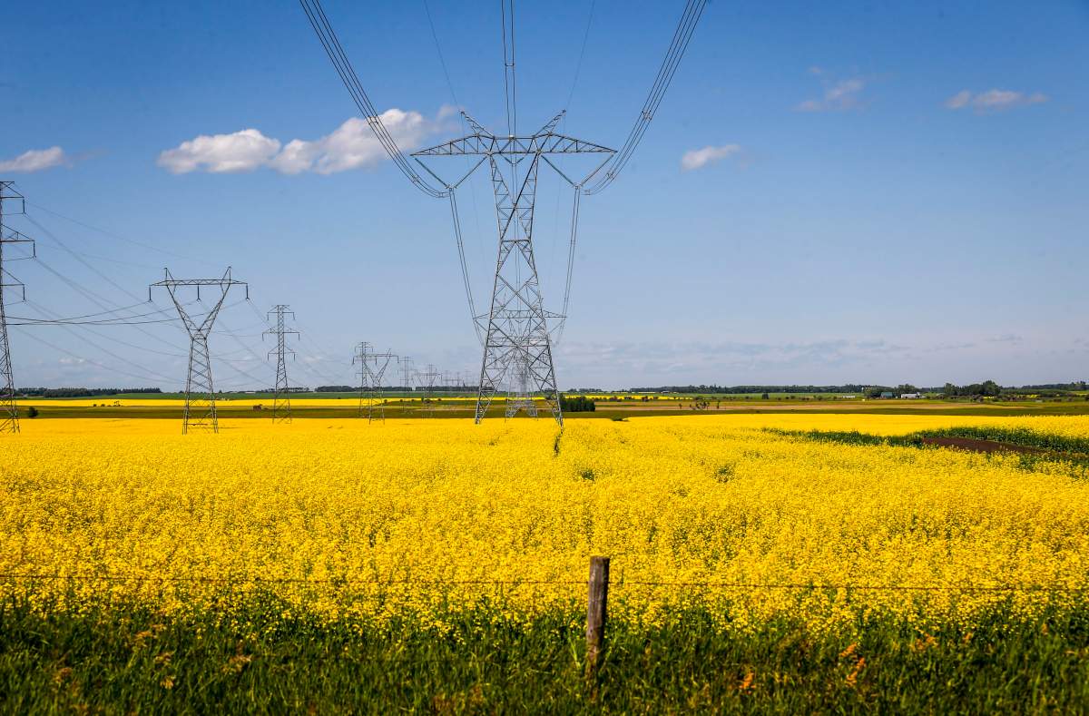 Canola fields and power transmission lines near Cremona, Alta., Thursday, July 25, 2019.