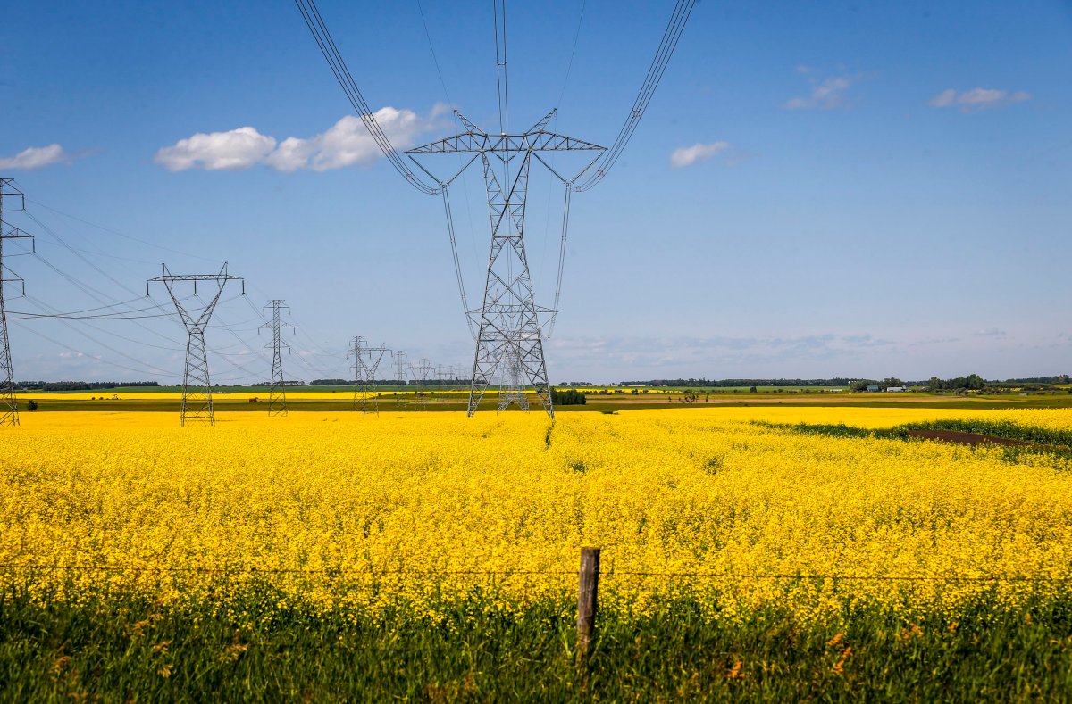 Canola fields and power transmission lines near Cremona, Alta., Thursday, July 25, 2019.