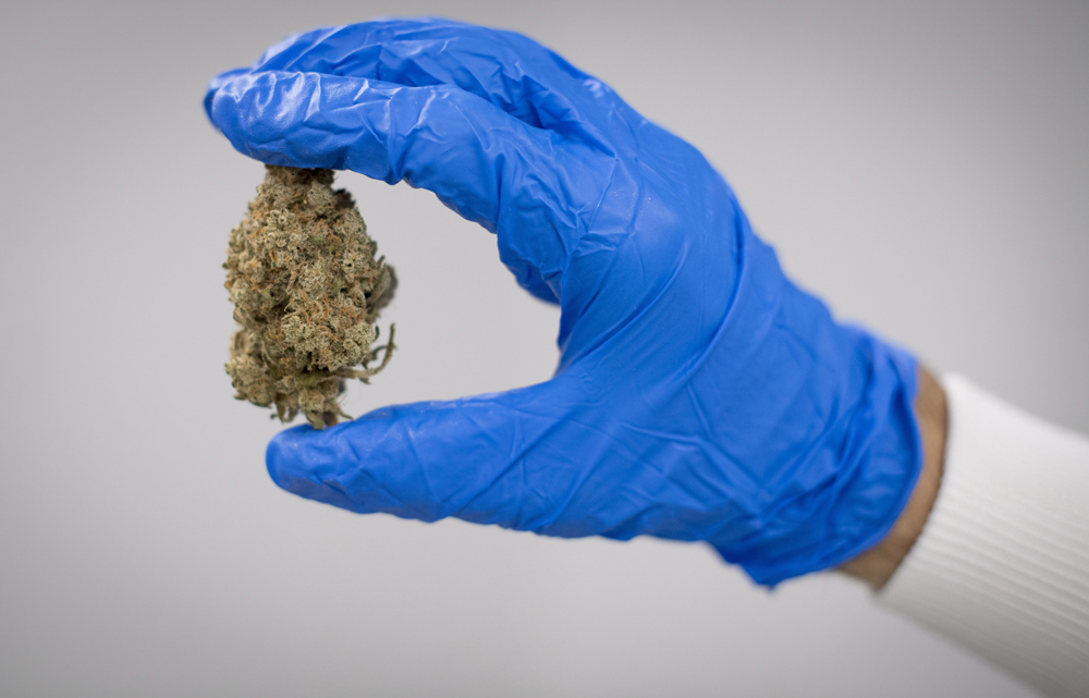 Production manager Shawn McDougall shows a cannabis flower after its been harvested and dried at Blissco Cannabis Corp. in Langley, B.C., on October 9, 2018. 