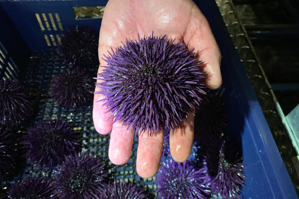 In this May 20, 2019 photo, a purple urchin is held at Bodega Marine Lab, which is running a pilot project to remove purple urchins from the ocean floor, feed and restore them to health, then sell them as premium seafood in Bodega Bay, Calif.