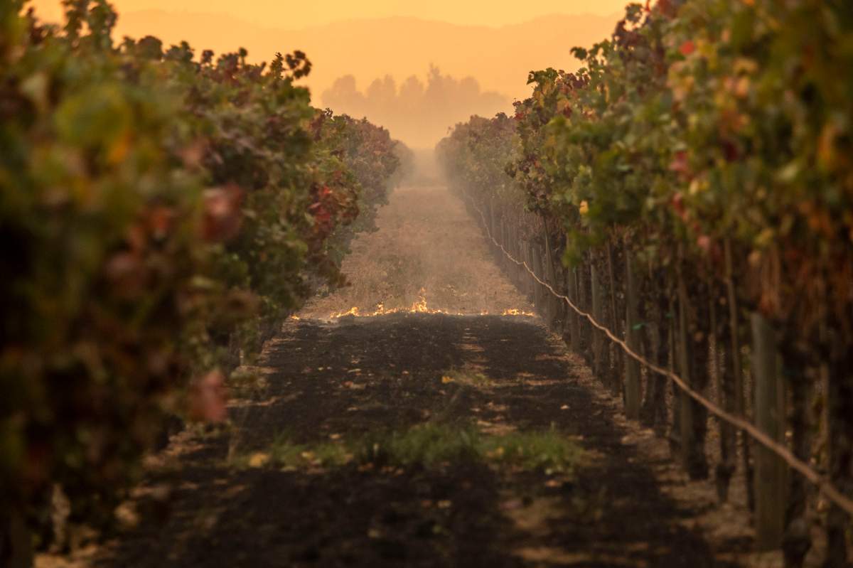 Fire burns ground cover in a vineyard as the Kincade Fire burned through the area near Geyserville, Calif., on Oct. 24, 2019.
