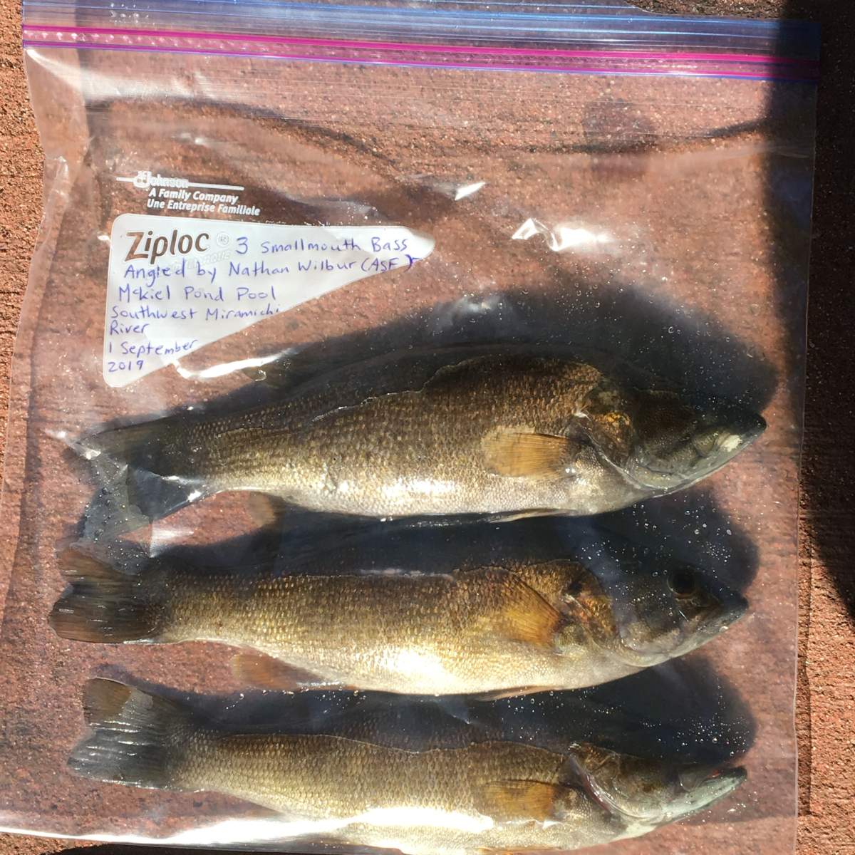 Smallmouth Bass angled from Miramichi River on Sept. 1, 2019 are seen in this handout photo. A coalition of conservation groups wants the Department of Fisheries and Oceans to agree to a plan to wipe-out a population of smallmouth bass in order to protect salmon in New Brunswick's revered Miramichi River.
