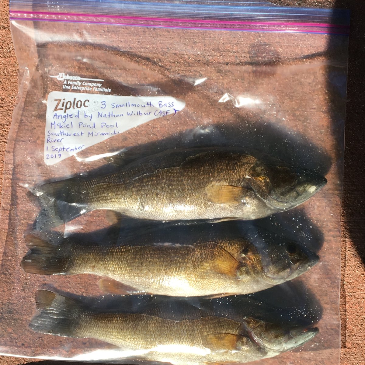 Smallmouth Bass angled from Miramichi River on Sept. 1, 2019 are seen in this handout photo. A coalition of conservation groups wants the Department of Fisheries and Oceans to agree to a plan to wipe-out a population of smallmouth bass in order to protect salmon in New Brunswick's revered Miramichi River.