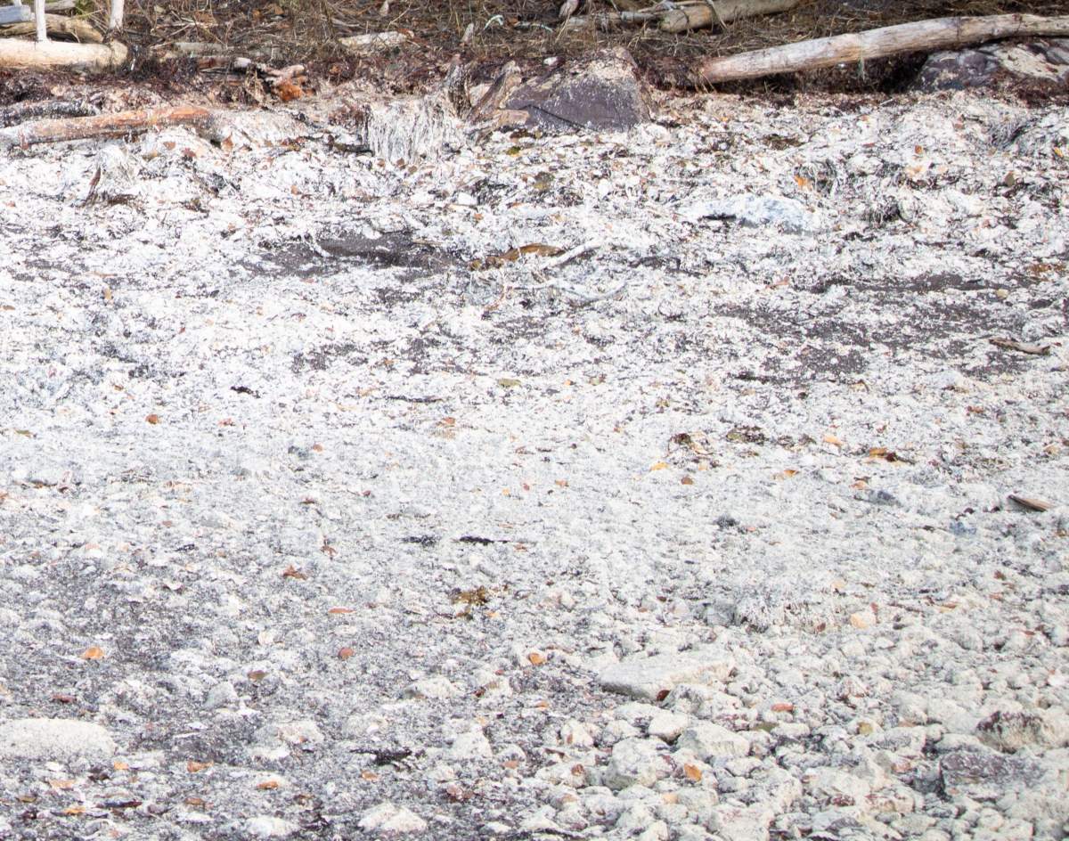 Leftover residue from dead salmon covers the shore near Rencontre East, Newfoundland, on Oct. 27, 2019 in this handout photo. Almost two months after 2.6 million farmed salmon died in southern Newfoundland pens, concerns are still being raised about leftover residue from the dead fish lingering in areas around the sea cages. THE CANADIAN PRESS/HO, Bill Bryden *MANDATORY CREDIT*