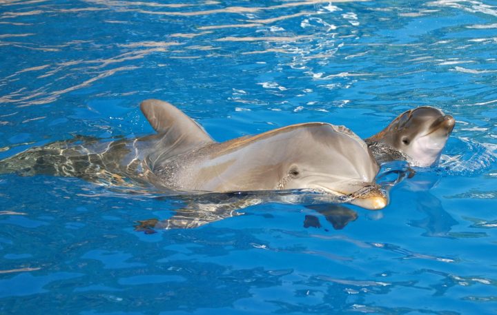 In this photo provided by SeaWorld, Steimie, a 17-year-old Atlantic bottlenose dolphin, swims alongside her newborn calf at SeaWorld in San Diego Friday, May 11, 2007. 
