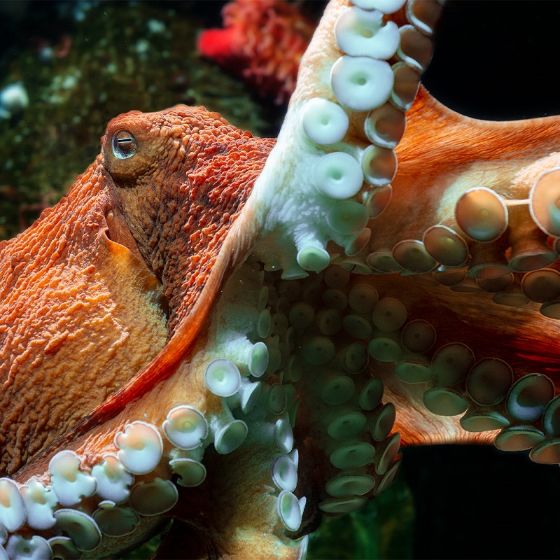 Thanksgiving Weekend at the Vancouver Aquarium - image