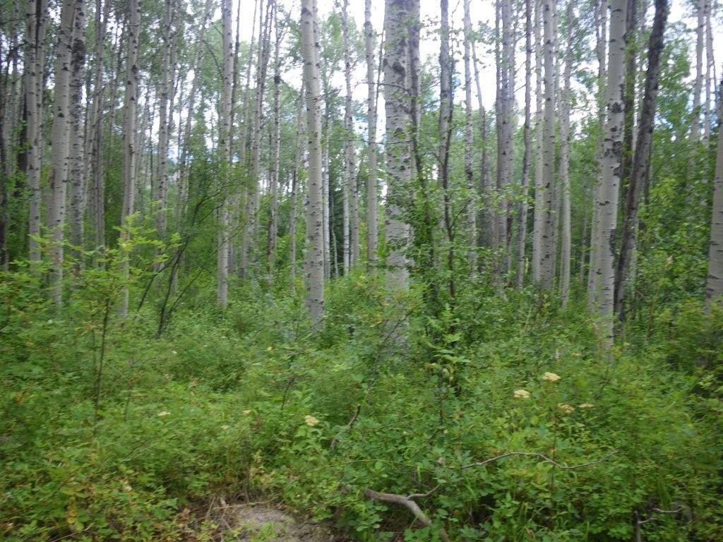 Family Forest Day at Peachland’s Greata Creek Camp - image