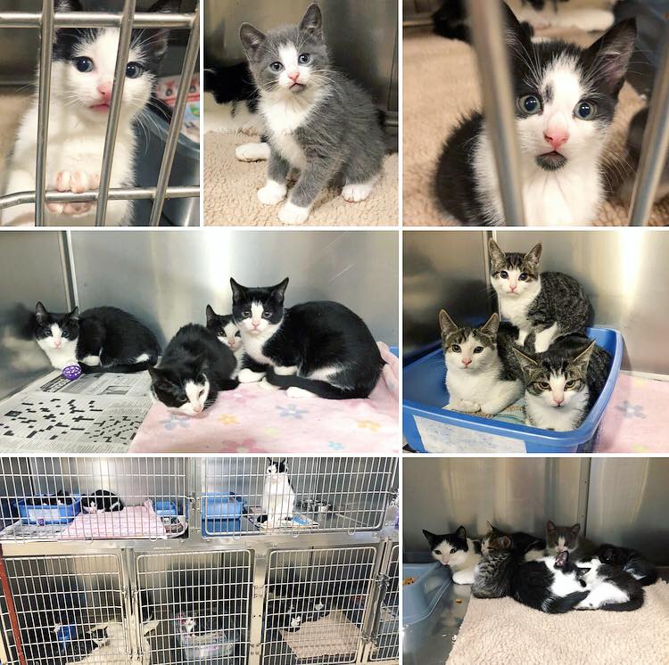 A collage of photos showing 14 feral cats that arrived at the Exploits Valley SPCA as a result of every resident of Little Bay Islands, N.L. resettling. 