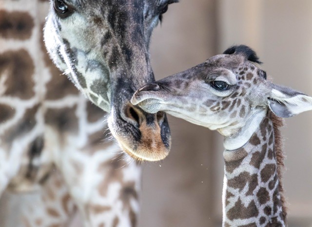 A baby giraffe has died less than a week after being born at the Calgary Zoo.