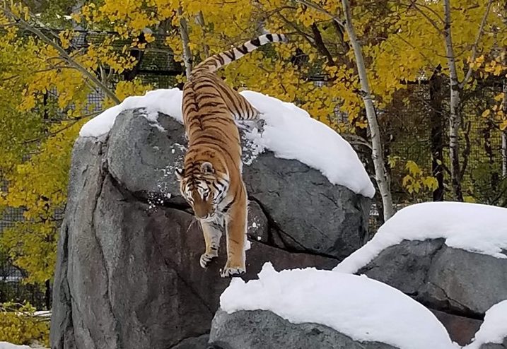 One of the tigers leaps from a snowy rock at the Assiniboine Park Zoo.
