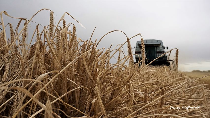 Saskatchewan Agriculture reported on Sept. 23 that 89 per cent of the 2021 crop is in the bin, ahead of the five-year average of 63 per cent for this time of year.
