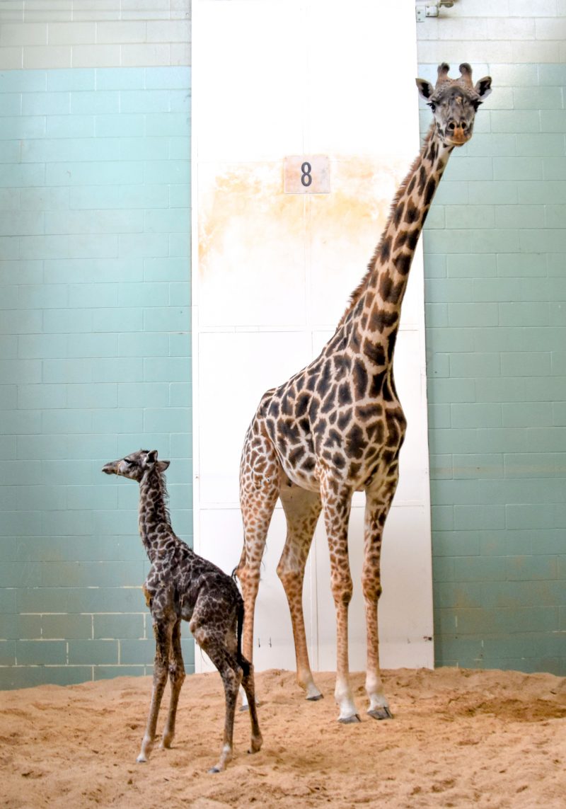 Giraffe calf born at the Calgary Zoo | Globalnews.ca